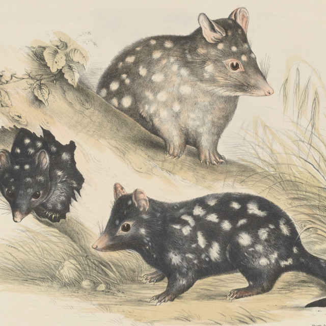 Three Quolls cover