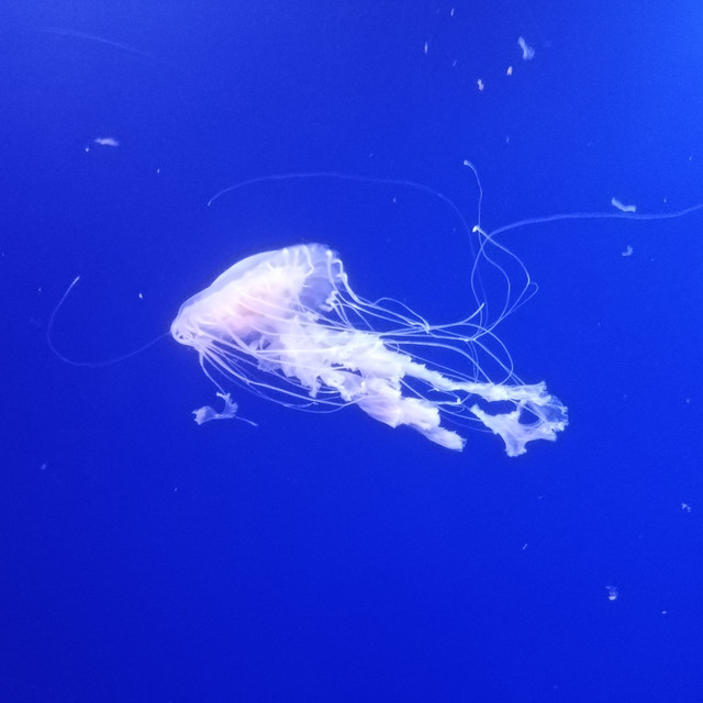 A Fleeting Encounter (single)