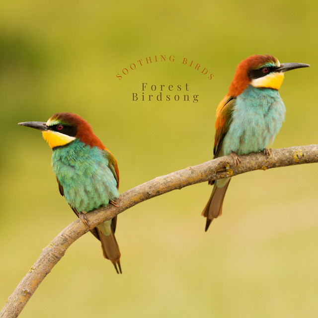 Soothing Birds cover art