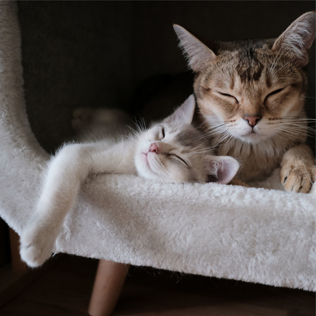 Tension Reducing Sounds | Relaxation and Sleep For Cats cover art