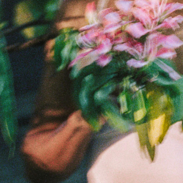 They Found Flowers In Monteverde cover art