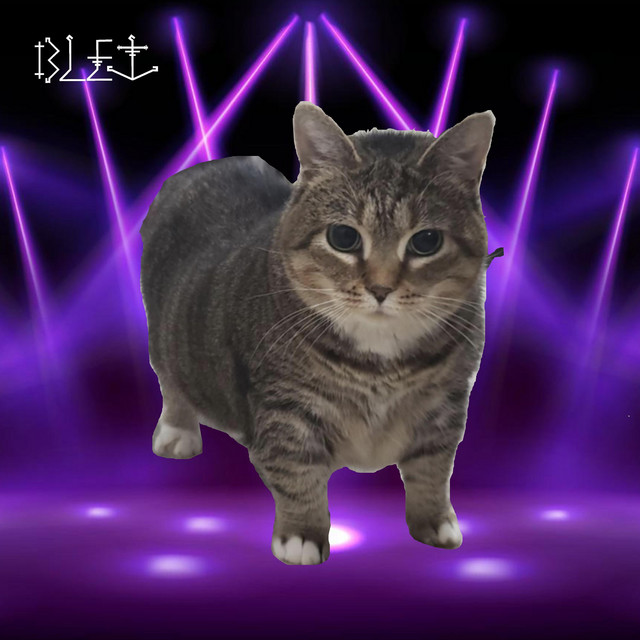 OIIAOIIA CAT cover art