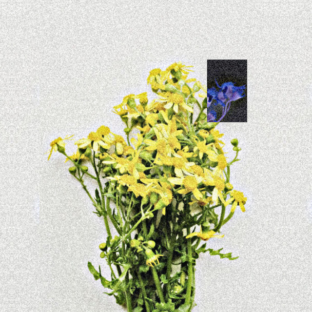 Ragwort cover art