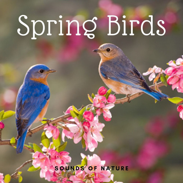 Sounds of Nature: Spring Birds - Album by The Nature Soundscapes | Spotify