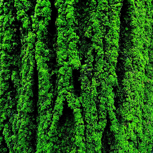 Moss cover art
