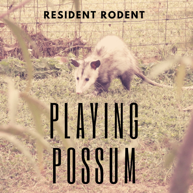 BPM and key for songs by Resident Rodent | Tempo for Resident Rodent ...