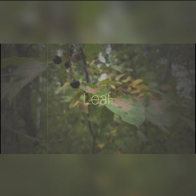 Leaf.