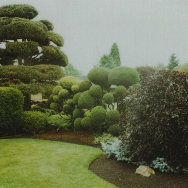 green winter cover
