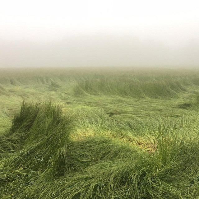 wind fields 808 cover art