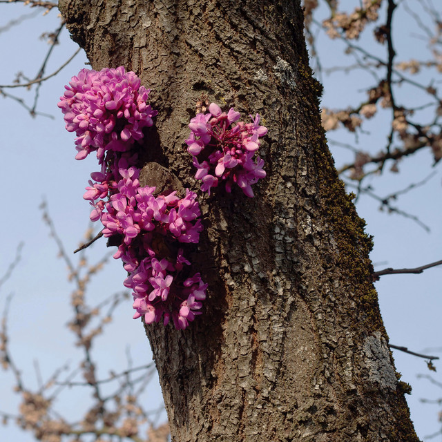 Meeting with a Judas Tree cover art