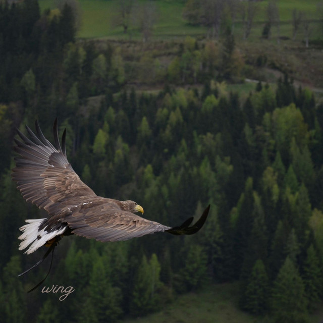 wing