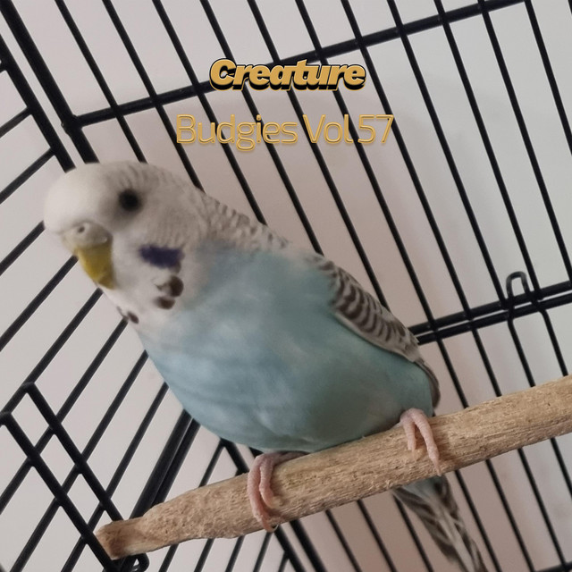 Budgies, Vol. 57 cover art