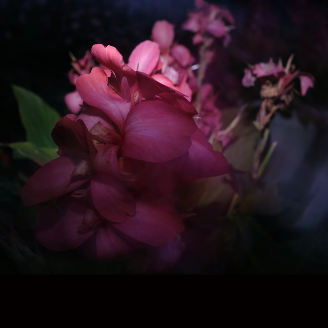 Bébé cover