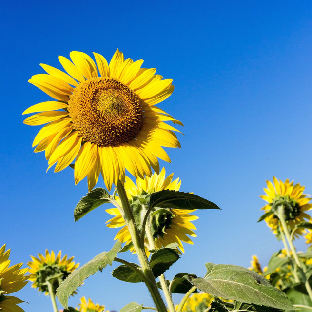 朝影花 夏の花 Instrumental Song By The Black Tanks Spotify