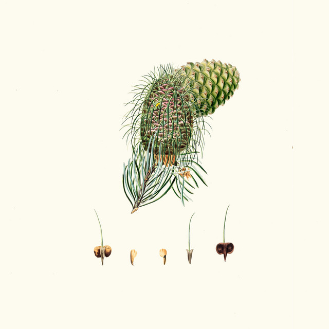 Compositions Without Hearing cover art