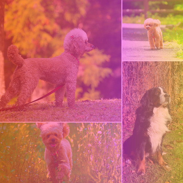 Simplistic Guitar Quartet - Bgm for Peaceful Puppy Zone cover art