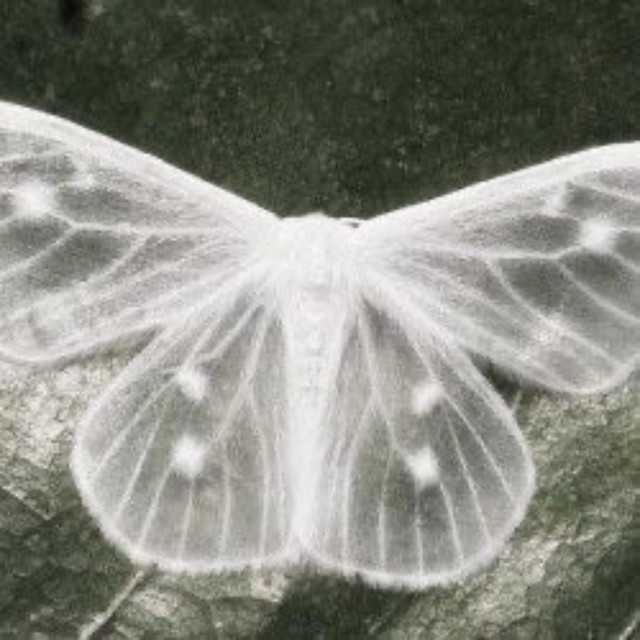 moth cover art