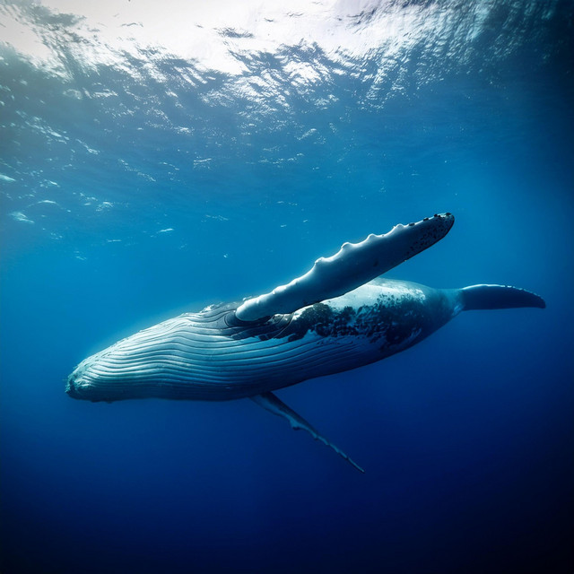 Beneath the Blue