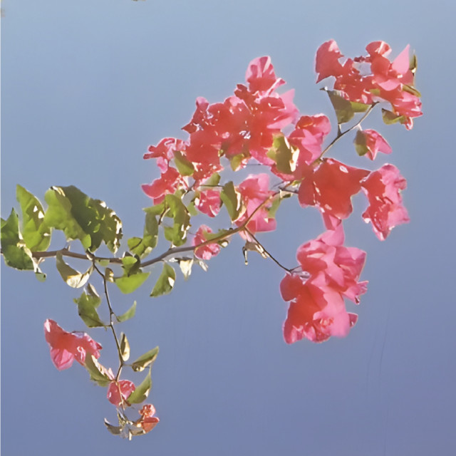 Redleaf cover art