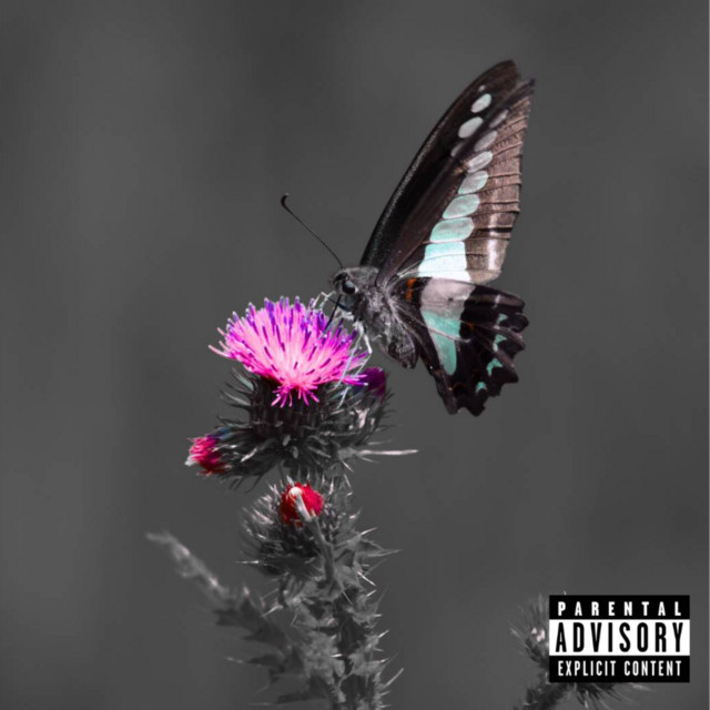 Acanthus.og cover art