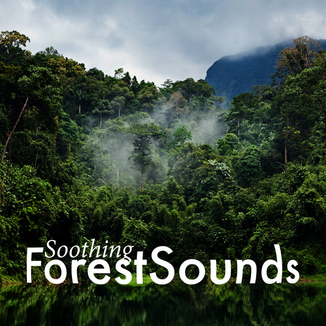 Soothing Forest Sounds cover art