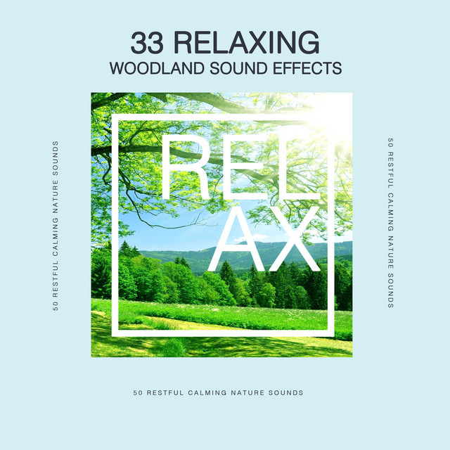 33Relaxing Woodland Sound Effects - Album by Forest Sounds | Spotify