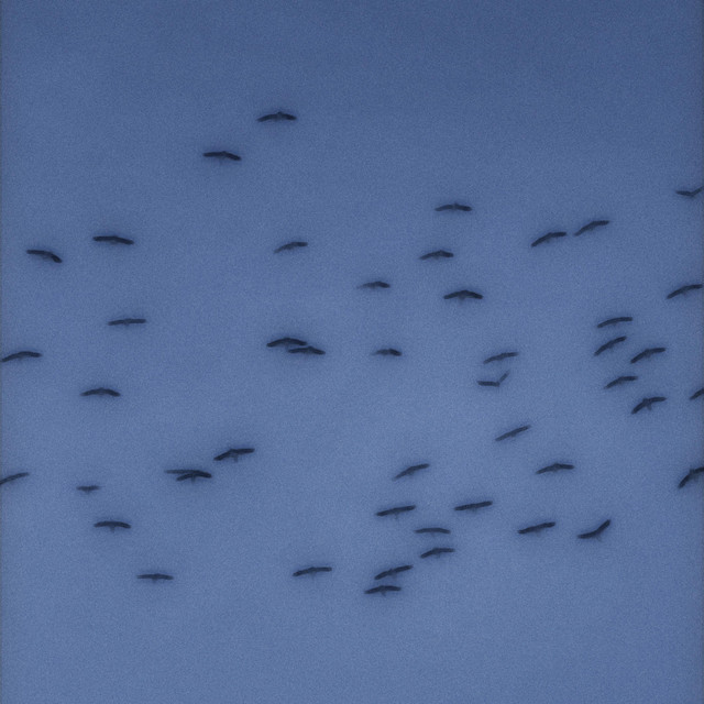 Migration cover art