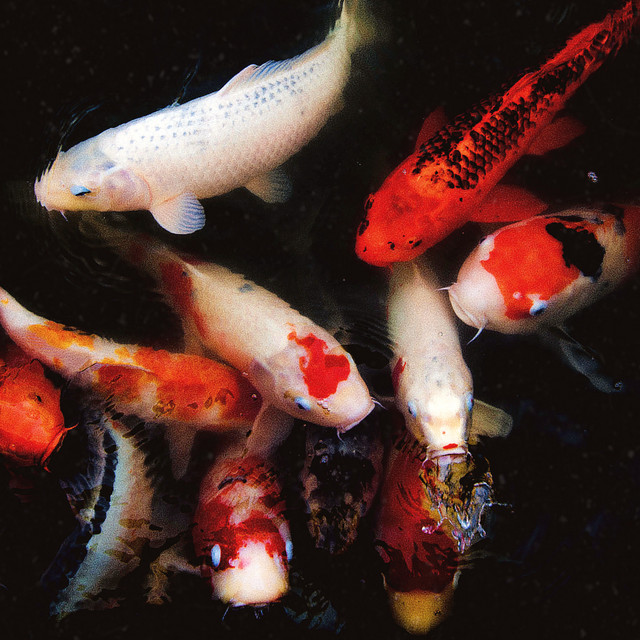 koi cover art