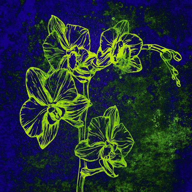Salvo cover art