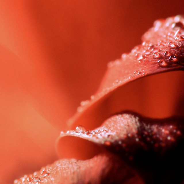 Обкладинка: Wet Petal — Dimitriy Pavlovskiy