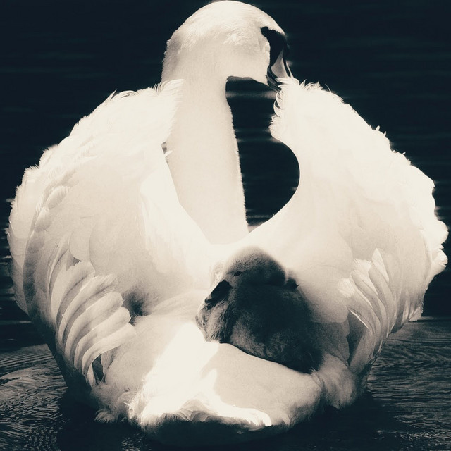 Ternura (Tenderness)