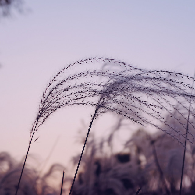 Sounds of Nature | Sleep | Soft Music | Sleep | Soothing Music | Sleep cover art