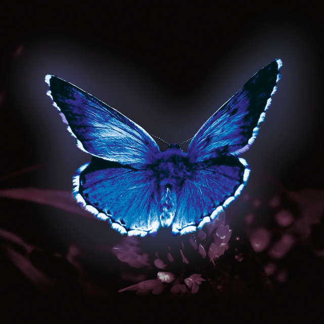 Butterflies cover art