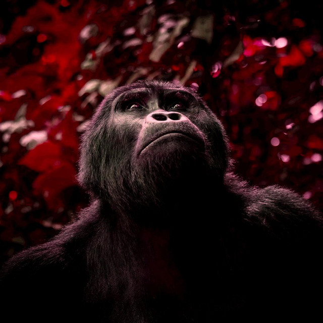 Beats of the Backwoods cover art