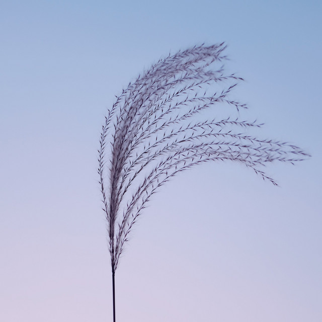 Hour of Soft Soundscapes for Relaxation cover art
