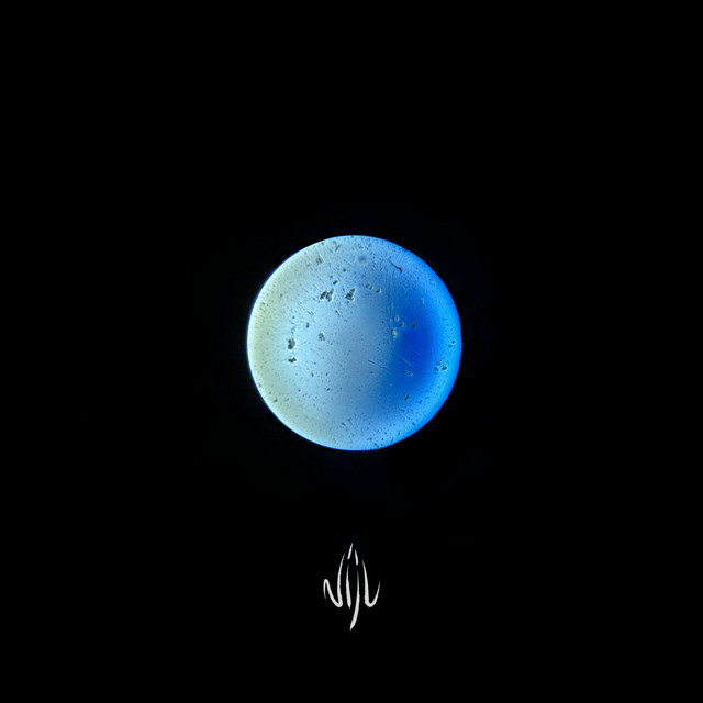 Null Neutral cover art
