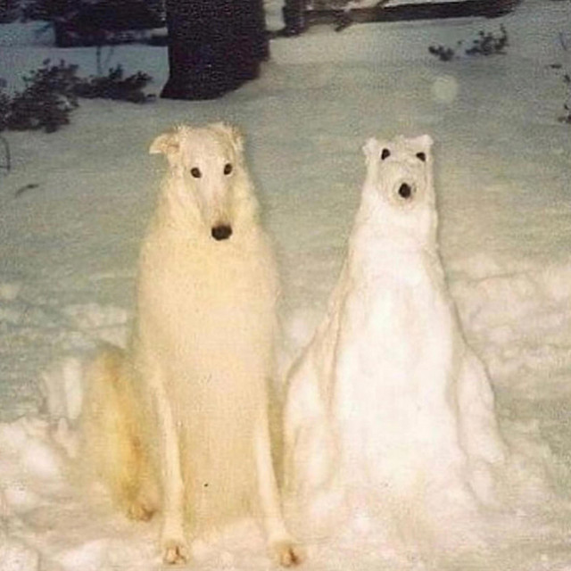 piss borzoi and the sentient snow dog cover art