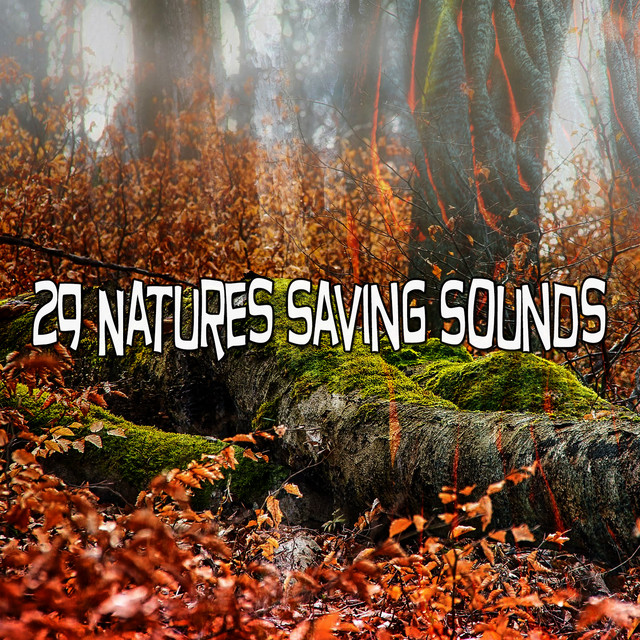 29 Natures Saving Sounds - Album by Ambient Forest | Spotify