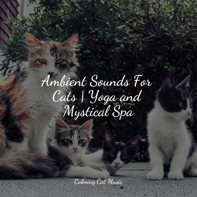 Ambient Sounds For Cats | Yoga and Mystical Spa - Album by Jazz Music ...