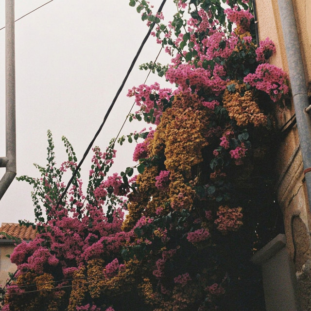 Mangolia album image