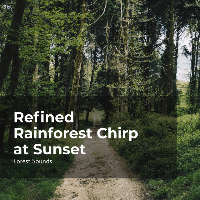 Refined Rainforest Chirp at Sunset - Album by Forest Sounds | Spotify