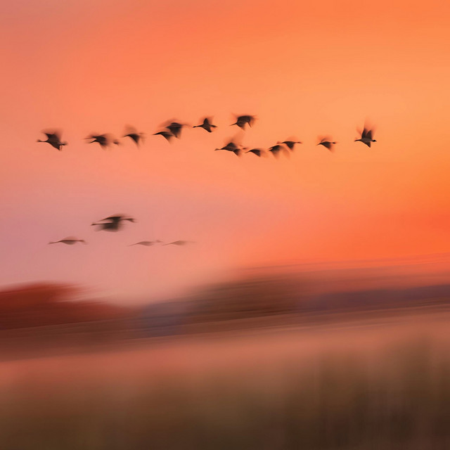 Mit Den Gänsen Davon cover art