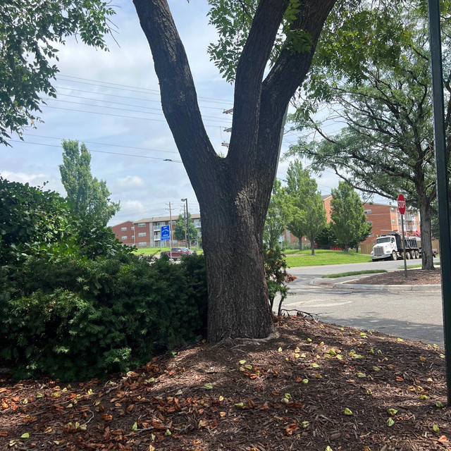 Manassas Made Nino 2