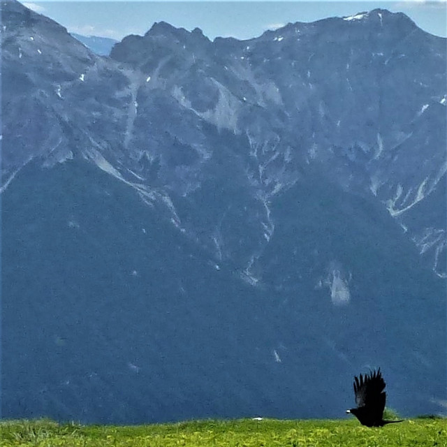 Lawinental cover