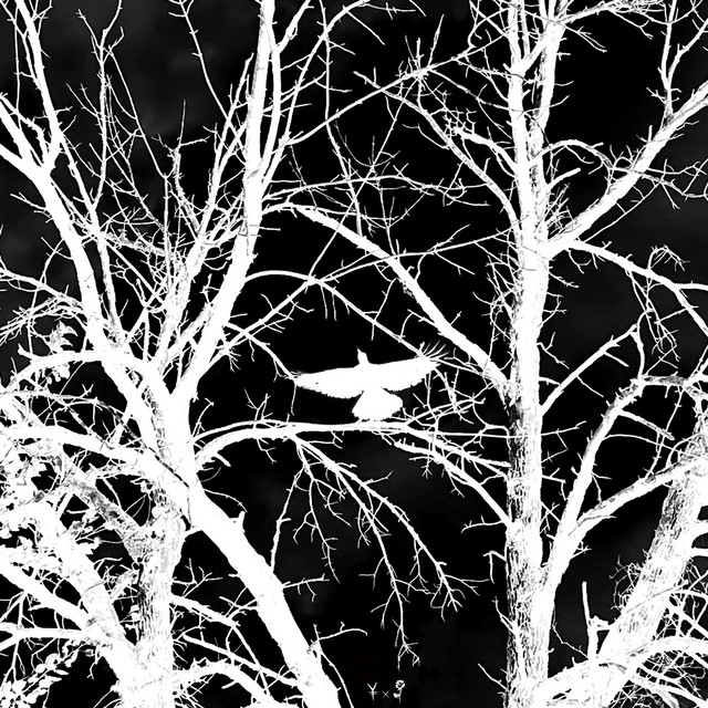 ravens n bats