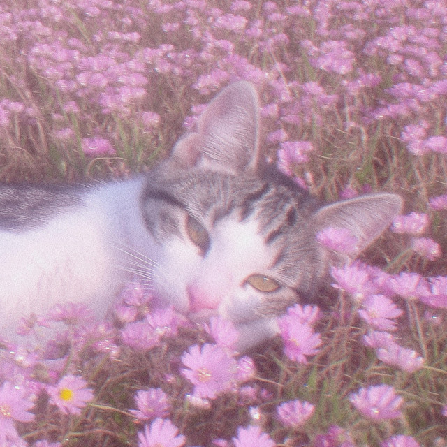 not a care in the world