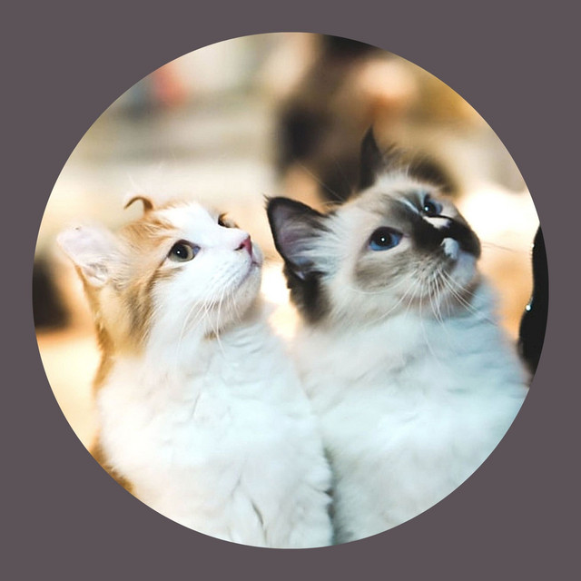 Subtle Bartione Sax solo - Background for Happy Kittens cover art