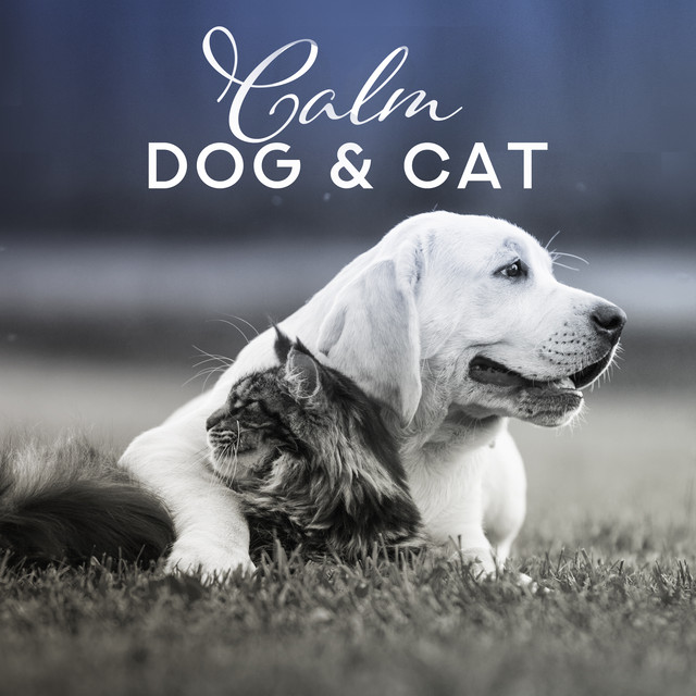 Calm Dog & Cat (Serene Sounds for Puppies, Kittens, Calm Dow Your Pet, Absolute Relaxation, Stress Reduction and Anxiety Help) cover art