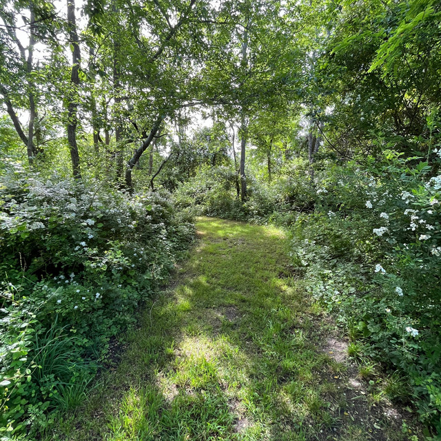 meadow cover art