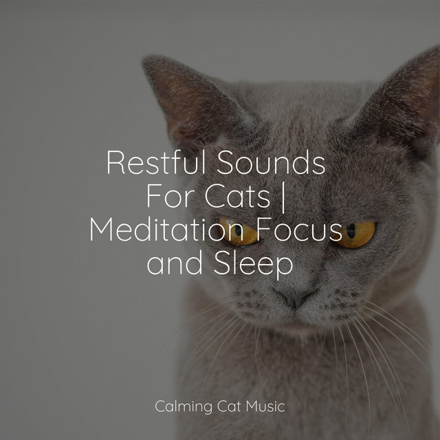 Restful Sounds For Cats | Meditation Focus and Sleep - Album by Music ...